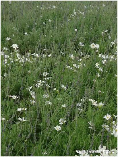 【协会活动】会员单位春季线下交流会-游普罗旺斯花海