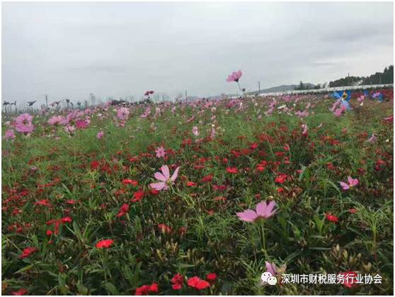 【协会活动】会员单位春季线下交流会-游普罗旺斯花海