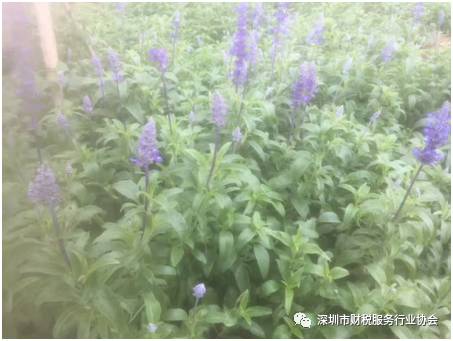 【协会活动】会员单位春季线下交流会-游普罗旺斯花海