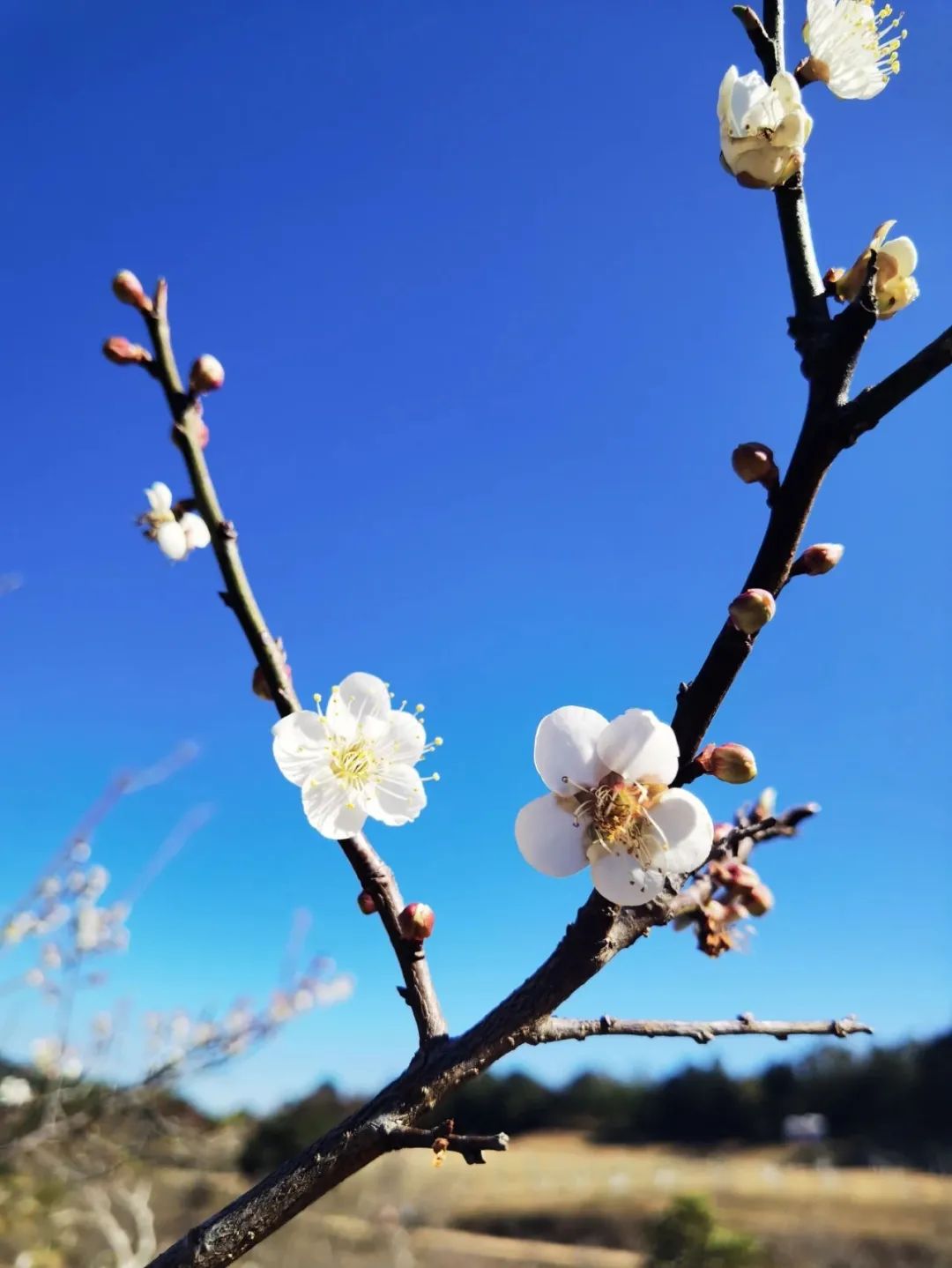 协会活动 | 望海寻梅，马峦山郊野公园游活动——锻炼体魄、快乐行走、健康生活