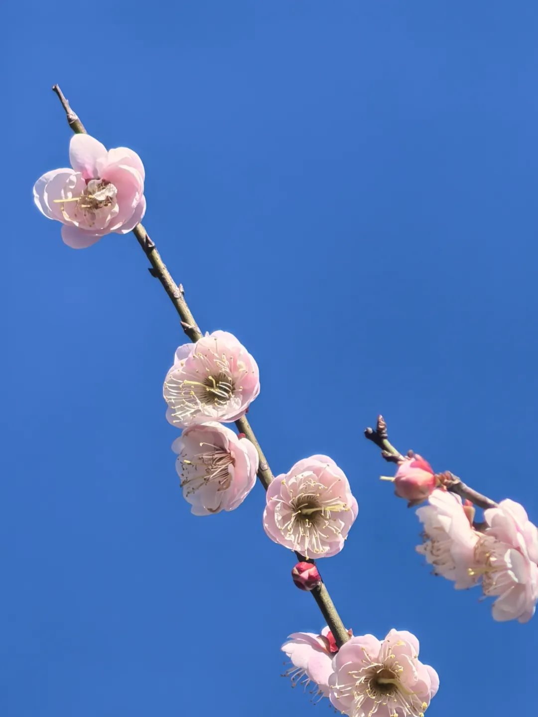 协会活动 | 望海寻梅，马峦山郊野公园游活动——锻炼体魄、快乐行走、健康生活