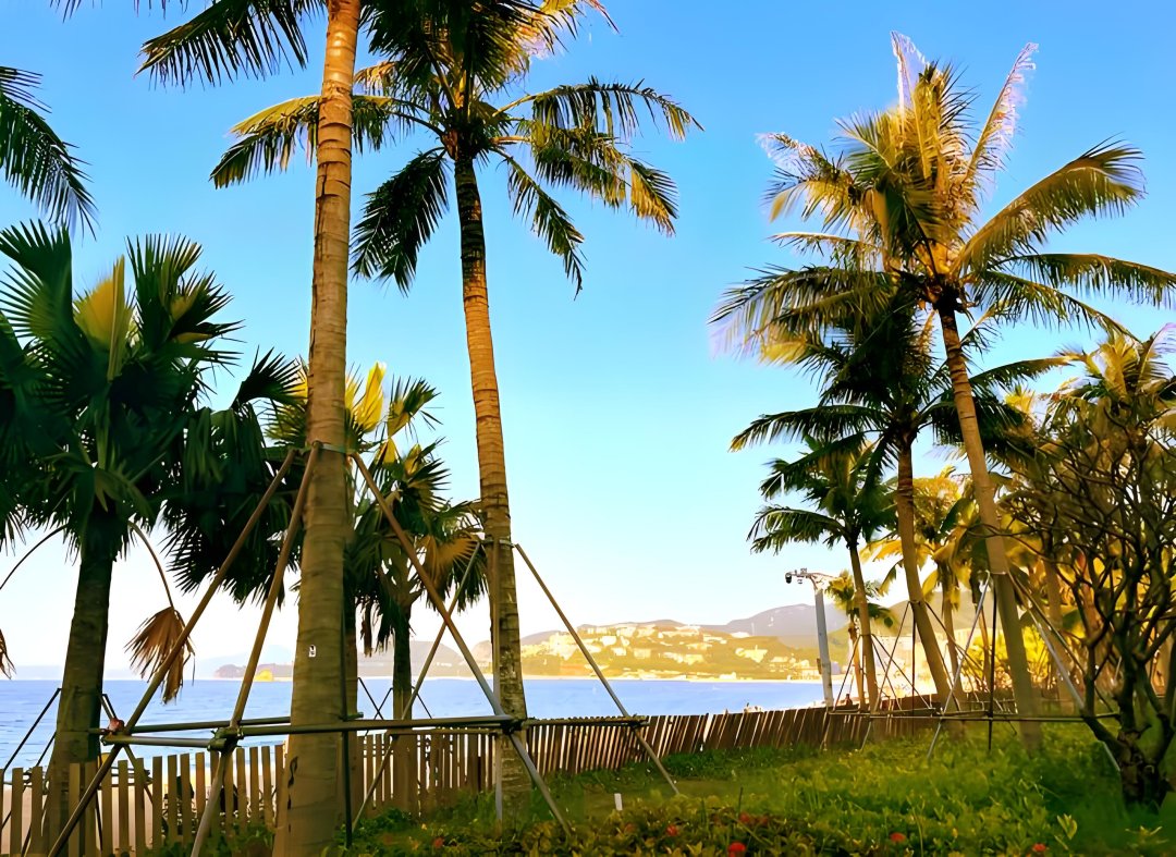 协会活动 | 望海寻梅，马峦山郊野公园游活动——锻炼体魄、快乐行走、健康生活