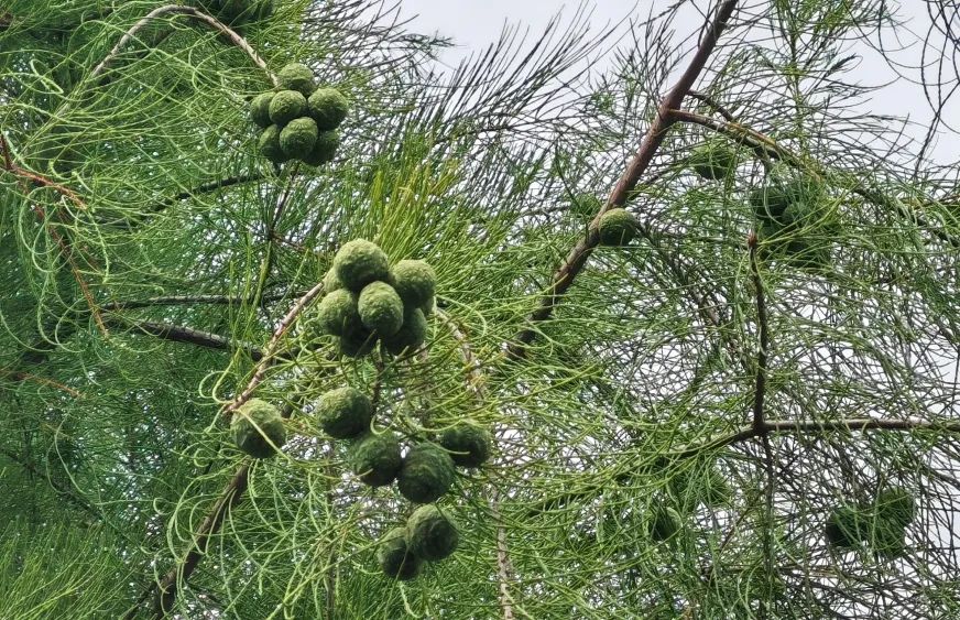 协会活动 | 芒种健步绘同心 湖山税月共徜徉