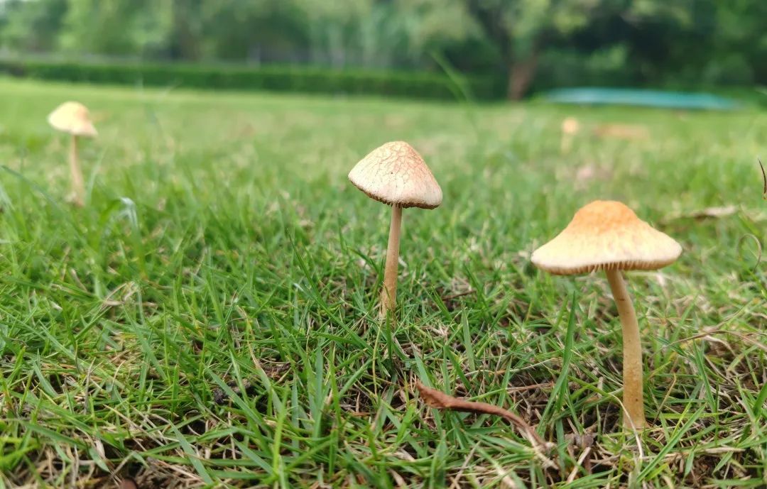 协会活动 | 芒种健步绘同心 湖山税月共徜徉