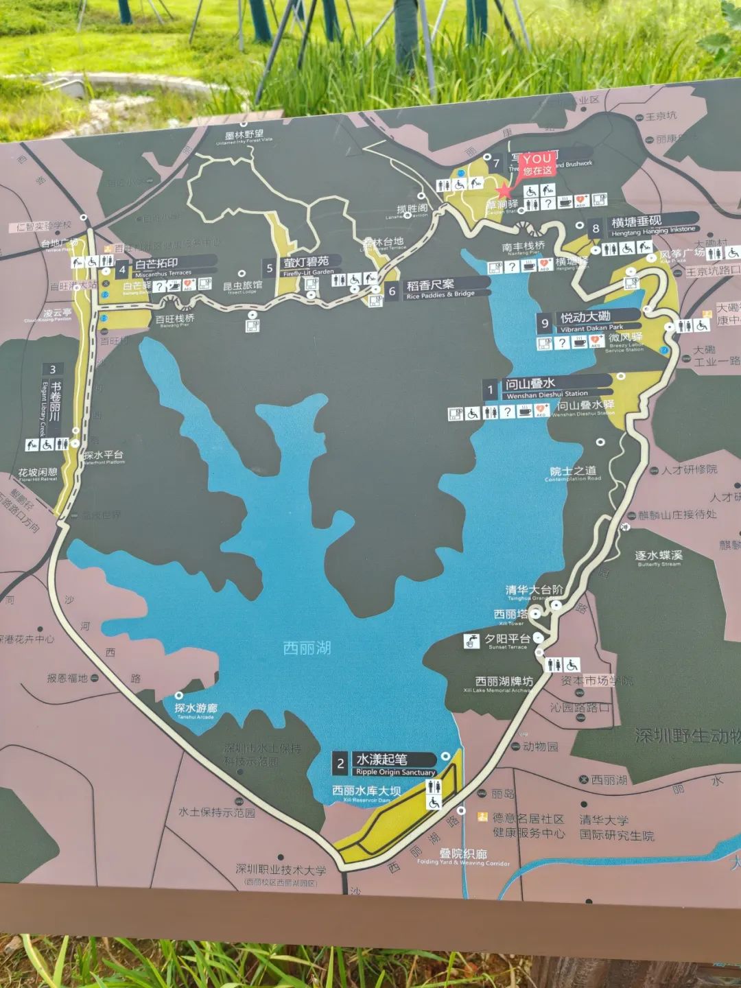 协会活动 | 湖光叠翠绘心迹，步履同行聚真情——记协会西丽湖绿道徒步之旅