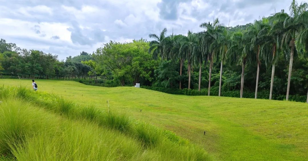 协会活动 | 湖光叠翠绘心迹，步履同行聚真情——记协会西丽湖绿道徒步之旅